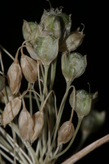 Allium pilosum