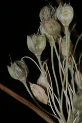 Allium pilosum