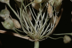 Allium pilosum