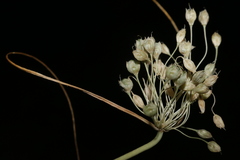 Allium pilosum