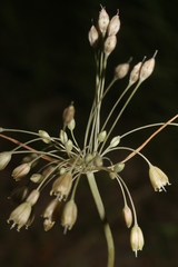 Allium pilosum