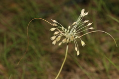 Allium pilosum