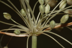 Allium pilosum