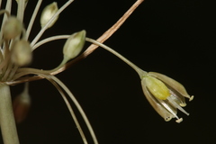 Allium pilosum
