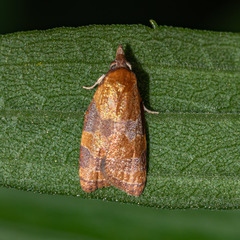 Cenopis diluticostana