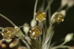 Allium pilosum