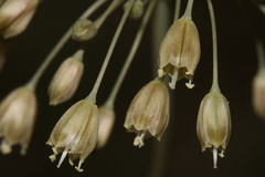 Allium pilosum