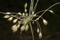 Allium pilosum