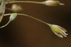 Allium pilosum