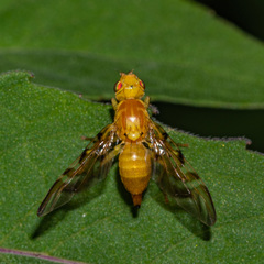 Strauzia longipennis