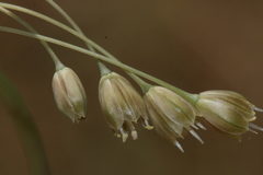 Allium pilosum