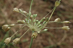 Allium pilosum