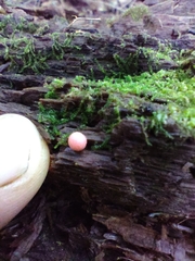 Lycogala exiguum
