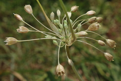 Allium pilosum