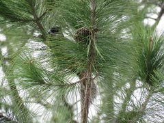 Sciurus niger shermani