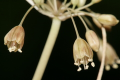 Allium pilosum