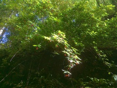 Euonymus latifolius