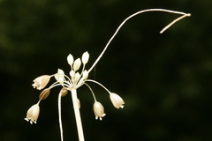 Allium pilosum