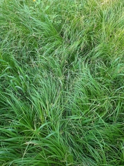 Carex arnellii