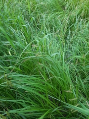 Carex arnellii