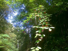 Euonymus latifolius