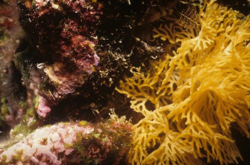 Reteporellina denticulata