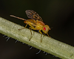 Strauzia longipennis
