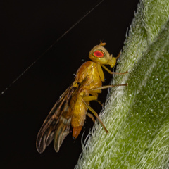 Strauzia longipennis