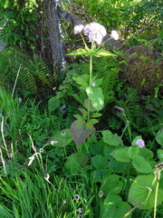 Valeriana pyrenaica