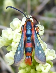 Synanthedon polygoni