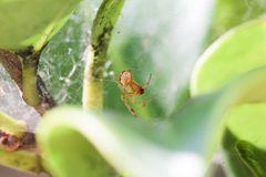 Anelosimus studiosus