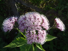 Valeriana pyrenaica