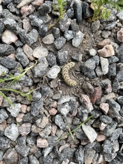 Cucullia chamomillae