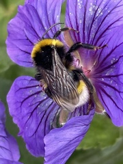 Bombus vestalis