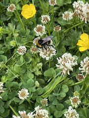 Bombus vestalis