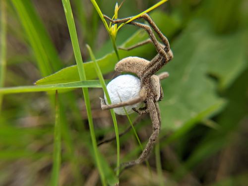 American Nursery Web Spider, Middlesex, Massachusetts, United States, photo 10 of 10