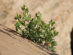 Chaenorhinum villosum granatensis