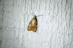 Cenopis diluticostana