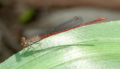 Telebasis digiticollis