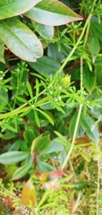 Galium aparine