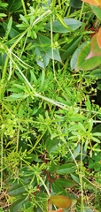 Galium aparine