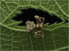 Phrynarachne ceylonica