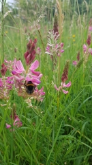 Bombus