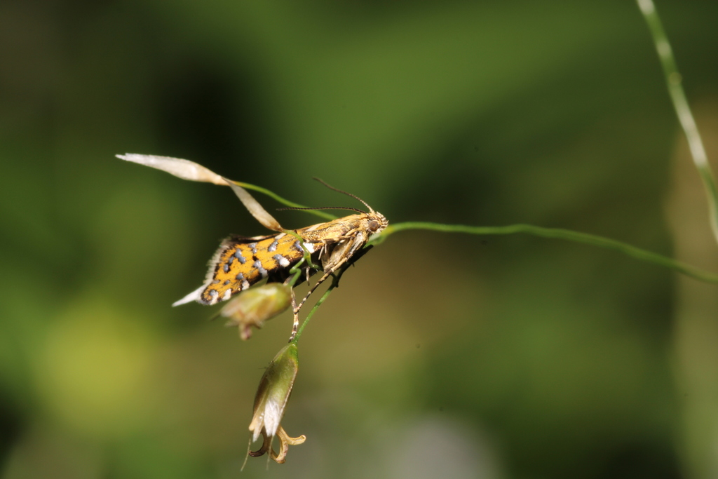 Glyphipterix bergstraesserella