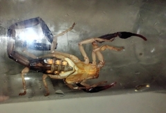 Centruroides fulvipes