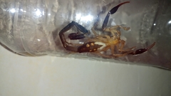 Centruroides fulvipes