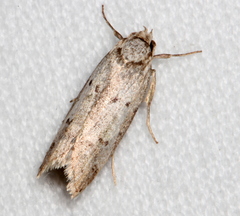 Philobota thiocrossa