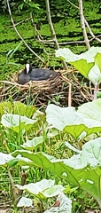 Fulica atra