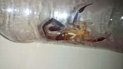 Centruroides fulvipes