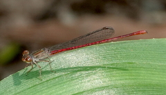 Telebasis digiticollis